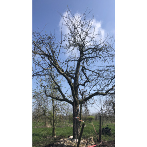 Oude ras appelboom Nr. 69