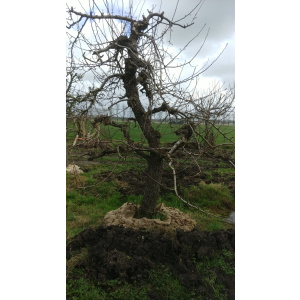 Forse Triomphe de Vienne handperenbomen