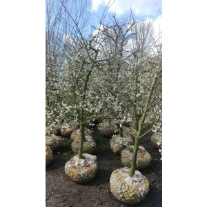 Prunus Domestica "Reine Victoria"