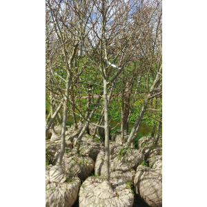 Prunus Domestica - diverse rassen