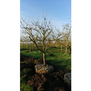 Struikvorm Burlat Kersenbomen