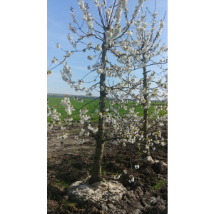 Laagstam Kersenbomen