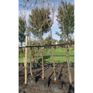 Prunus Domestica "Angelina"