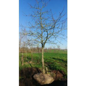Juglans Regia walnotenbomen Nr. 81