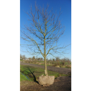 Juglans Regia walnotenbomen Nr. 82