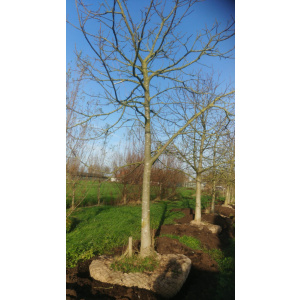 Juglans Regia walnotenbomen Nr. 85