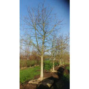 Juglans Regia walnotenbomen Nr. 86