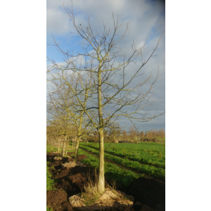 Juglans Regia walnotenbomen Nr. 87