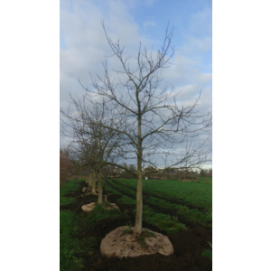 Juglans Regia walnotenbomen Nr. 95