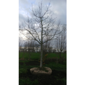 Juglans Regia walnotenbomen Nr. 94