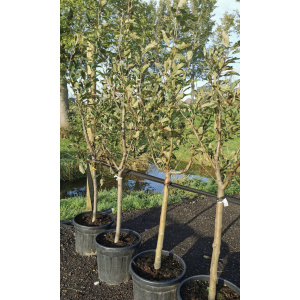 Malus "Golden Delicious"