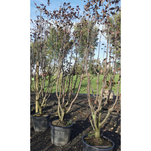 Malus "Neville Copeman"