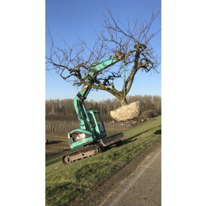 Opal pruimenbomen in parasolvorm