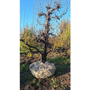 Prachtige Conference perenboom 65 jaar