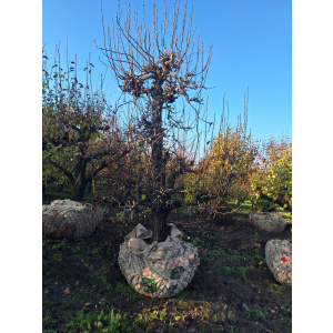 Doyenné du Comice perenboom 75 jaar