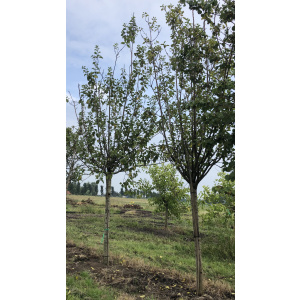 Hoogstam pruimenbomen