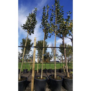 Kweepeer "Cydonia Oblonga"