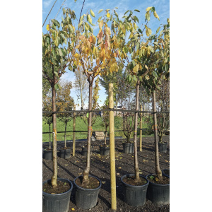 Witte kers Prunus "Stark gold"