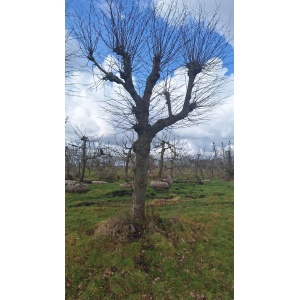 Oude leilindes 80 jaar