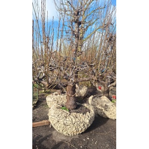 Conference handperenboom 50 jaar