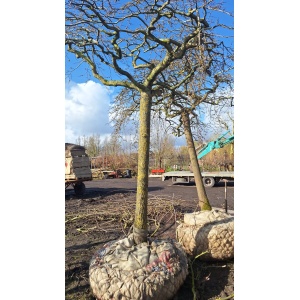 Dakmoerbei per set van 3