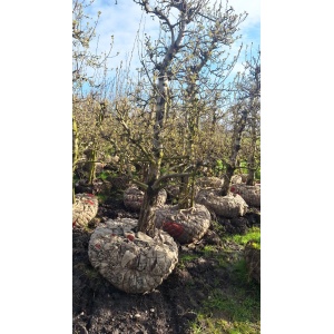 Doyenné du Comice perenboom 38 jaar