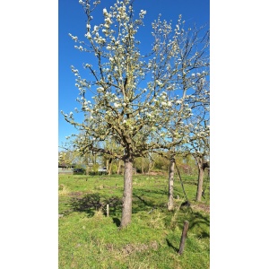 Hoogstam Giesser Wildeman stoofpeer