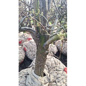 Conference handperenboom 38 jaar