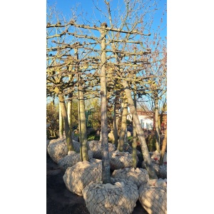 Oude leilindes 26 jaar