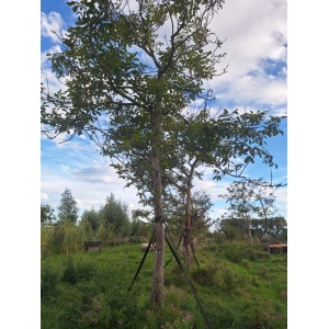 Walnotembomen Juglans Regea